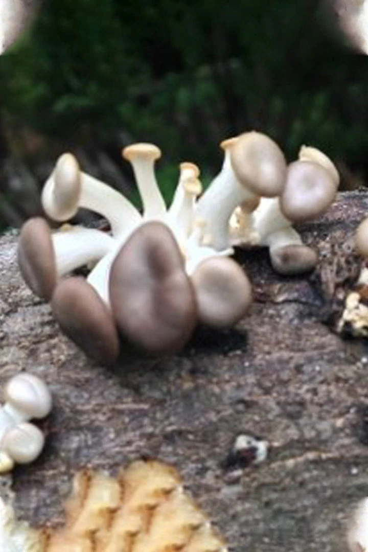 Tipsy Elves Mushroom Oyster Log 5 Tipsy Elves Mushroom Oyster Log