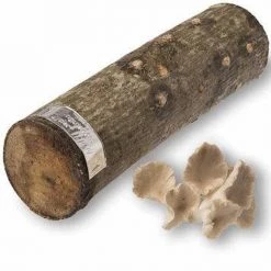 Tipsy Elves Mushroom Oyster Log
